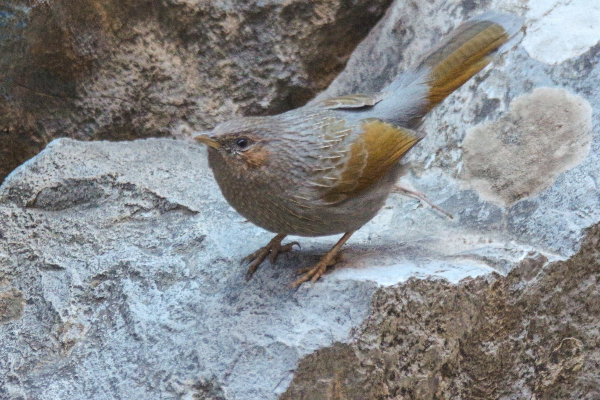 Streaked Laughingthrush (Trochalopteron lineatum), photo 4