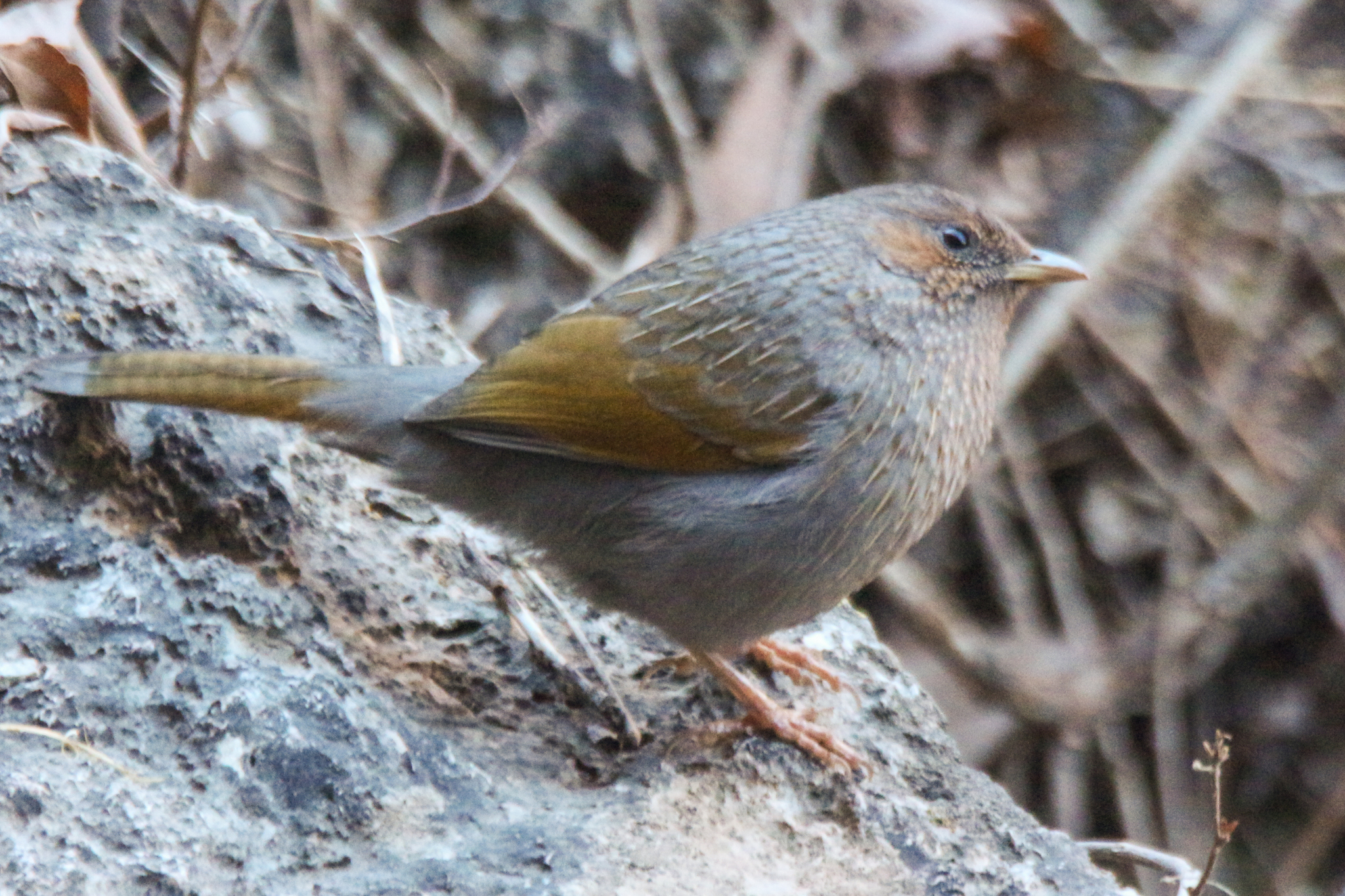 Streaked Laughingthrush (Trochalopteron lineatum), photo 5