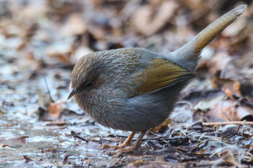 Streaked Laughingthrush (Trochalopteron lineatum), photo 6