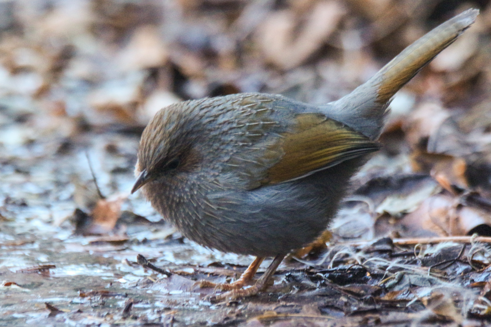 Streaked Laughingthrush (Trochalopteron lineatum), photo 6