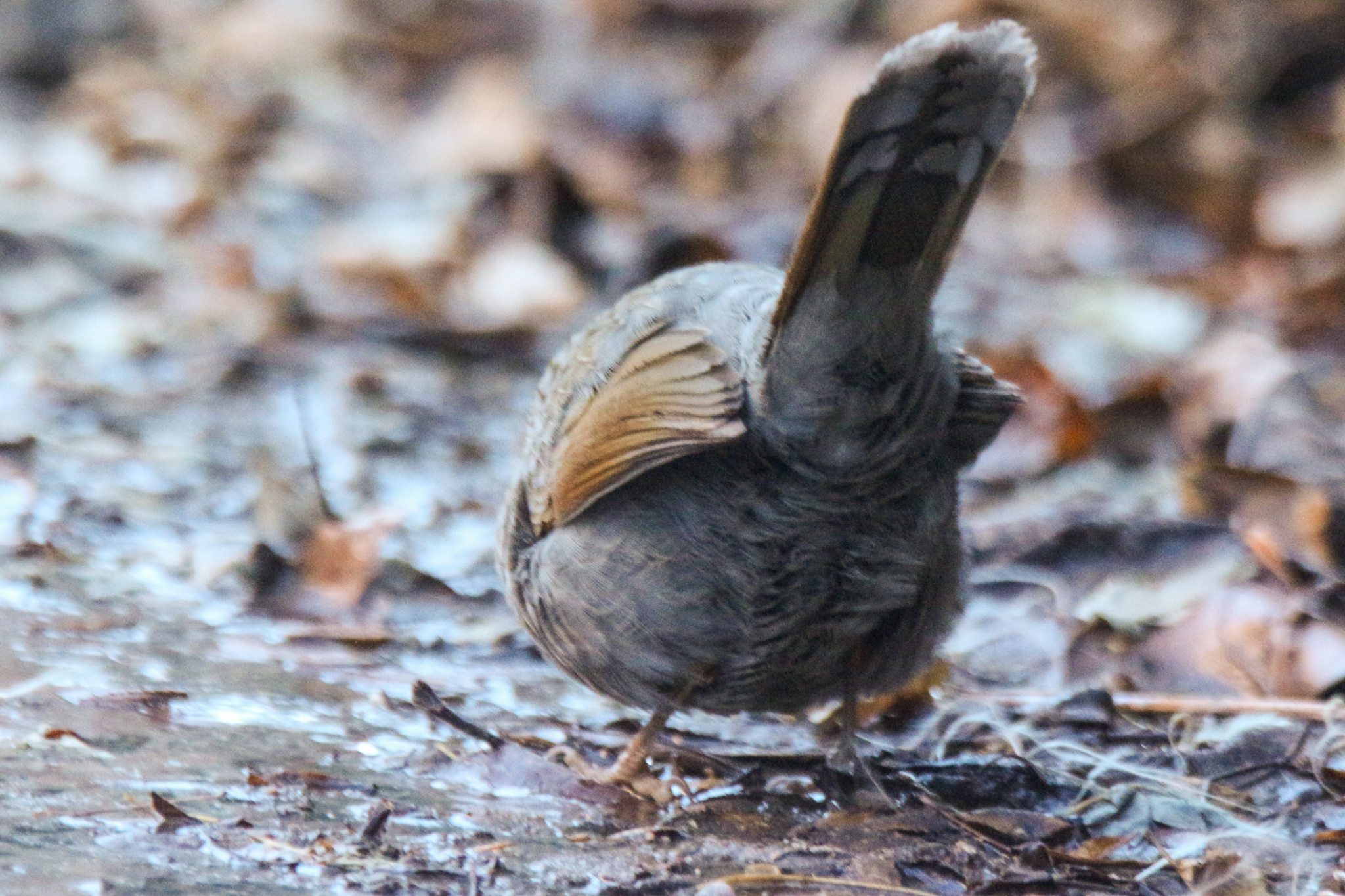 Streaked Laughingthrush (Trochalopteron lineatum), photo 7
