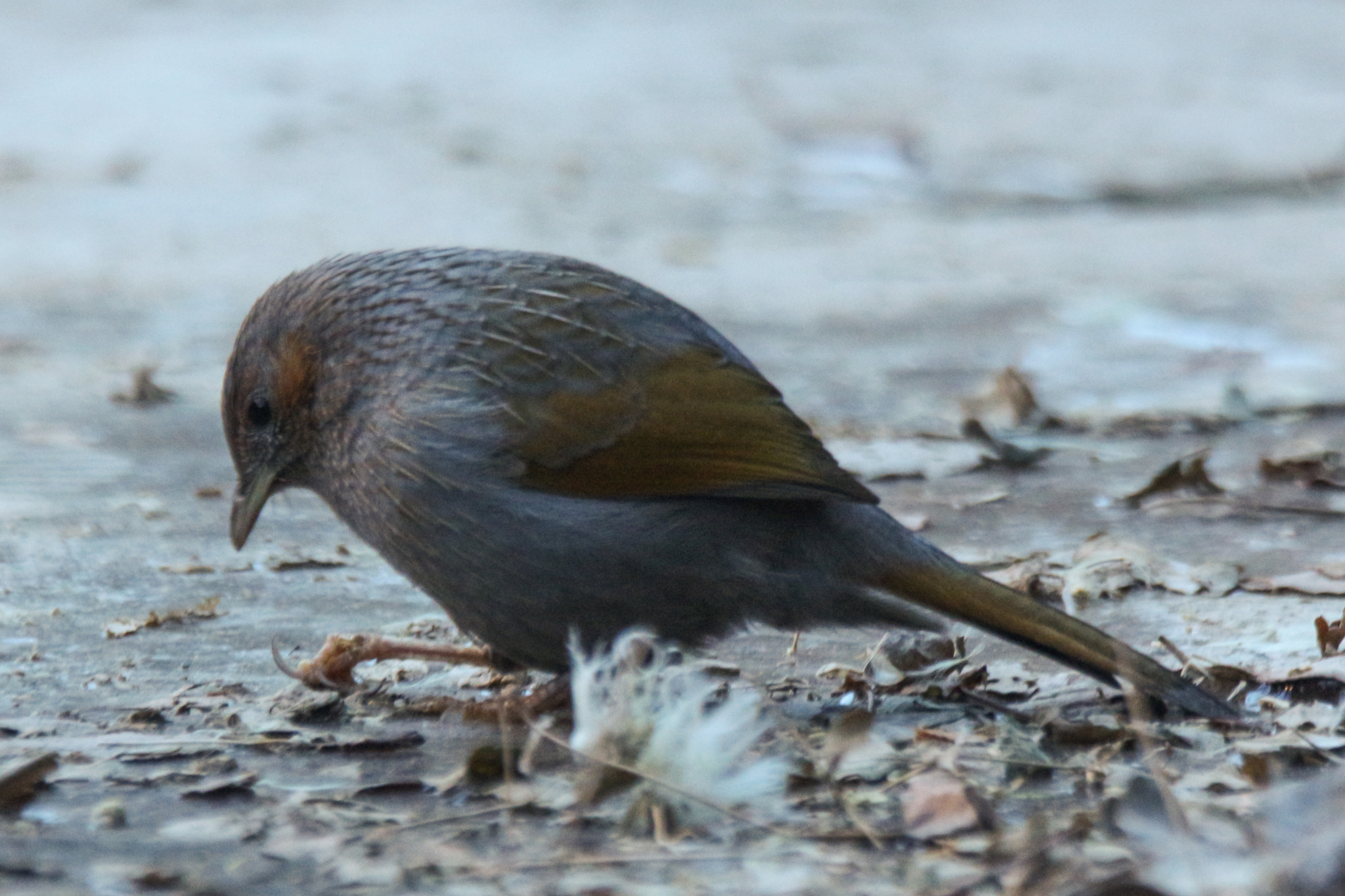 Streaked Laughingthrush (Trochalopteron lineatum), photo 8