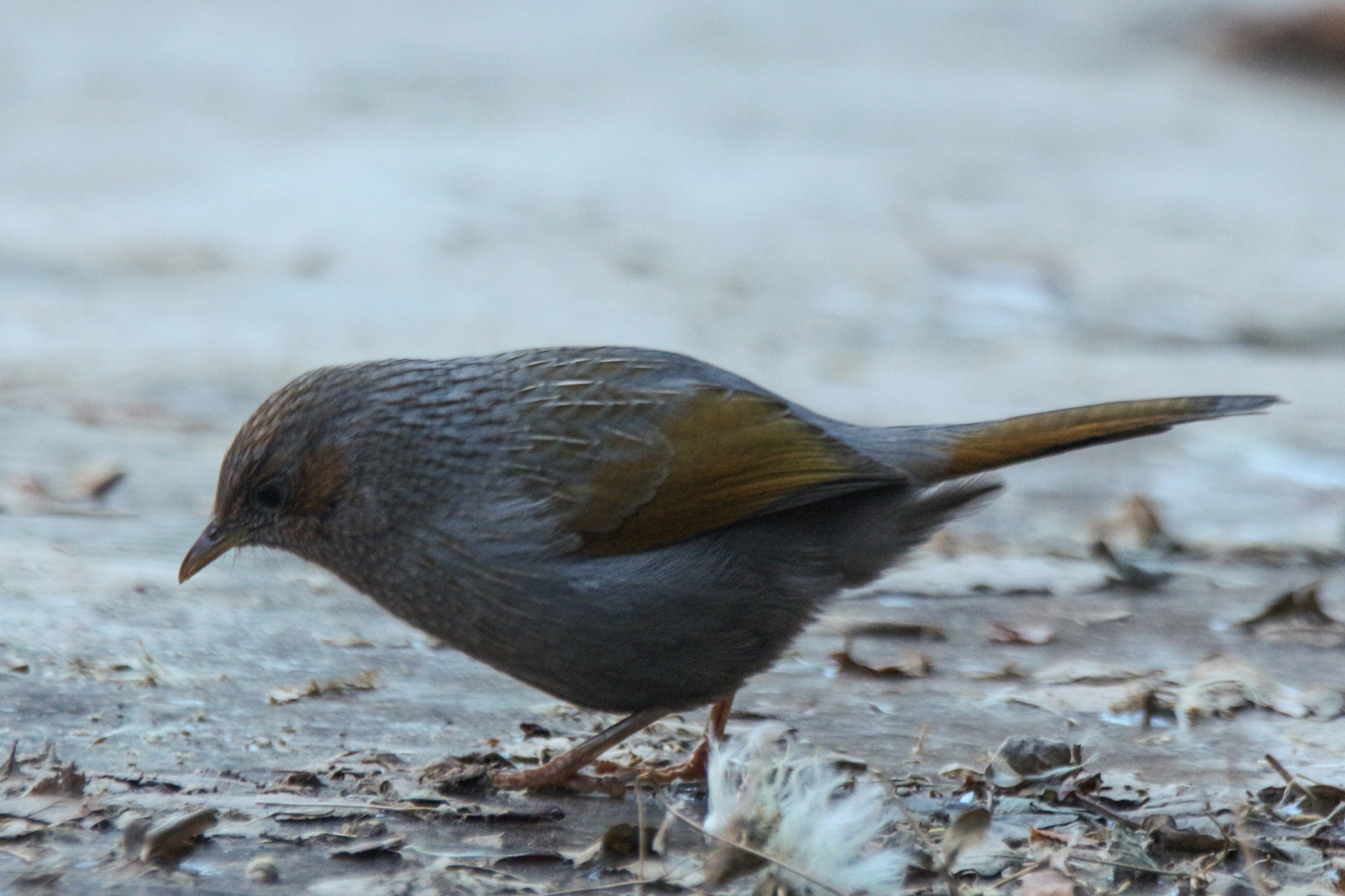 Streaked Laughingthrush (Trochalopteron lineatum), photo 9