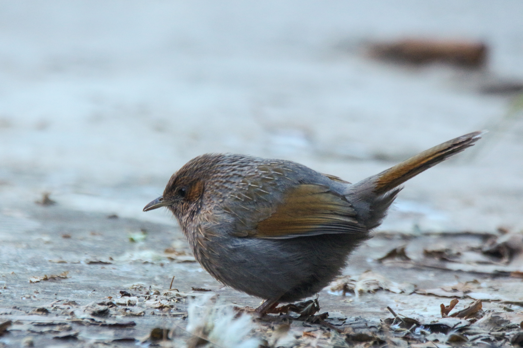 Streaked Laughingthrush (Trochalopteron lineatum), photo 10