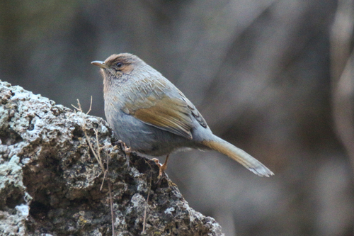 Streaked Laughingthrush (Trochalopteron lineatum)