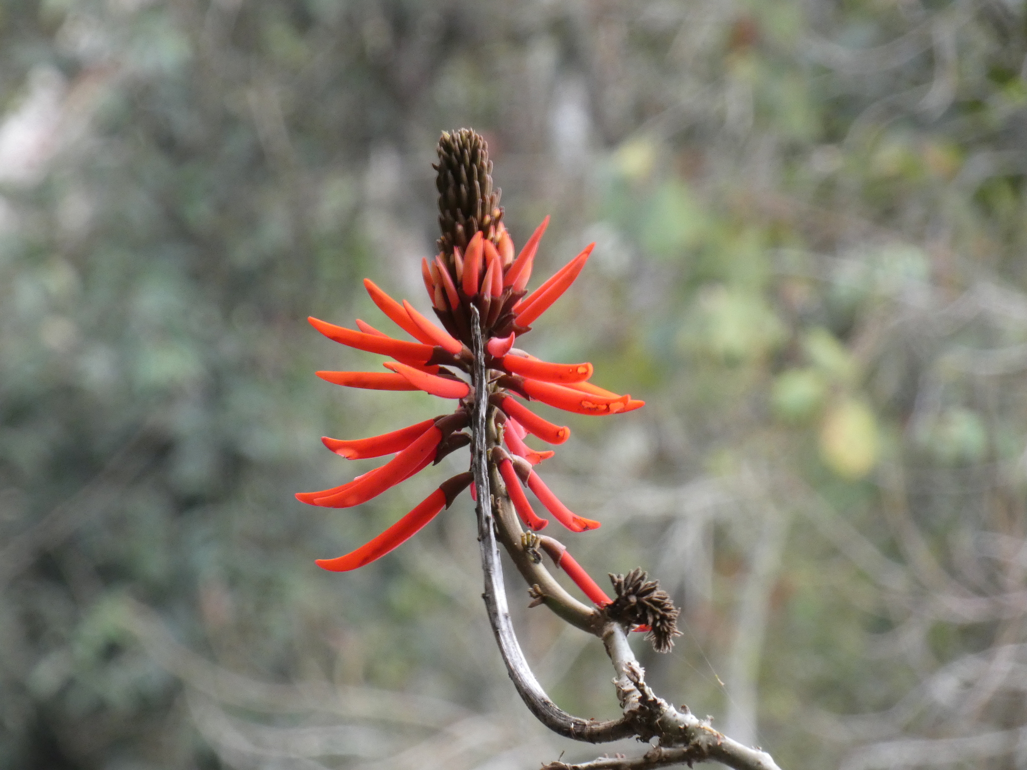 Erythrina speciosa