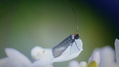 Cauchas rufimitrella