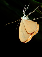 Palyas