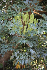 Cussonia zuluensis