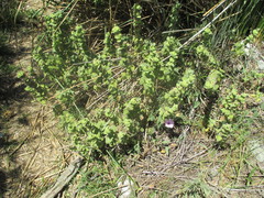 Pseudodictamnus hirsutus