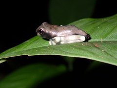 Osteocephalus
