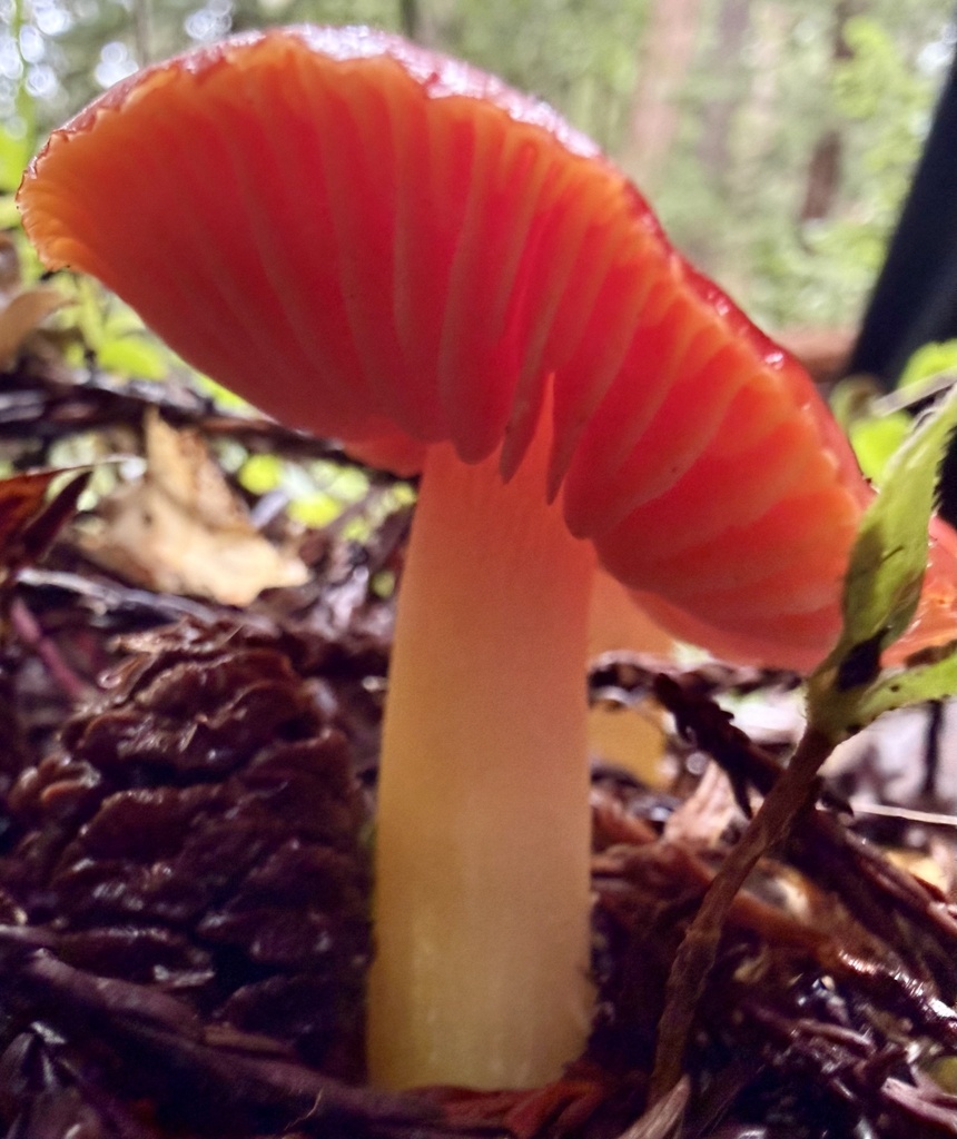 Hygrocybe laetissima · January 2026 · photo: © hllrnnr (iNaturalist, cc0)