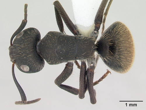 Hormiga carpintera