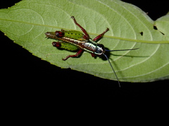 Othnacris surdaster