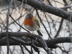 Erithacus rubecula
