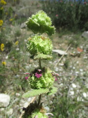 Pseudodictamnus hirsutus