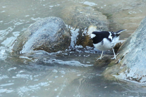 Little Forktail (Enicurus scouleri), photo 9