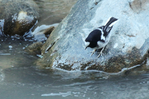 Little Forktail (Enicurus scouleri), photo 8