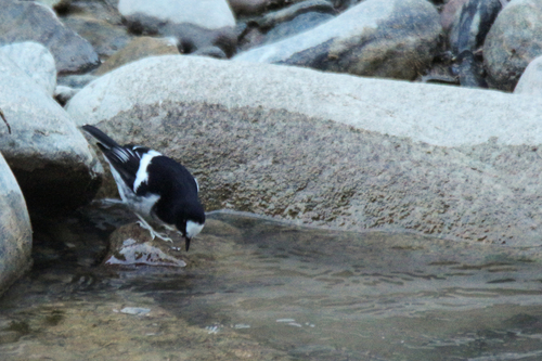 Little Forktail (Enicurus scouleri), photo 10