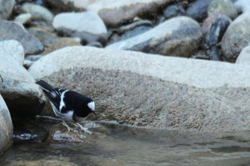 Little Forktail (Enicurus scouleri), photo 7