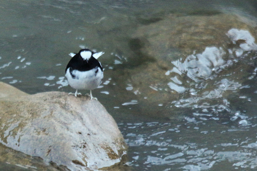 Little Forktail (Enicurus scouleri), photo 6