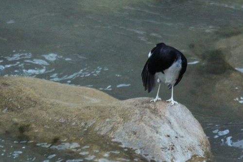 Little Forktail (Enicurus scouleri), photo 4