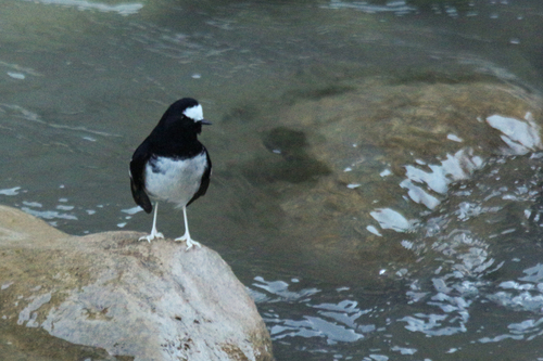 Little Forktail (Enicurus scouleri), photo 5