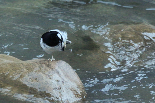 Little Forktail (Enicurus scouleri), photo 3