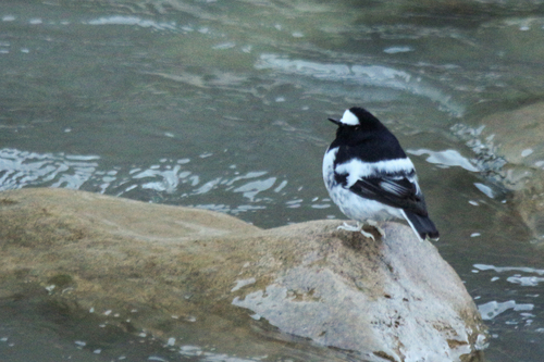 Little Forktail (Enicurus scouleri)