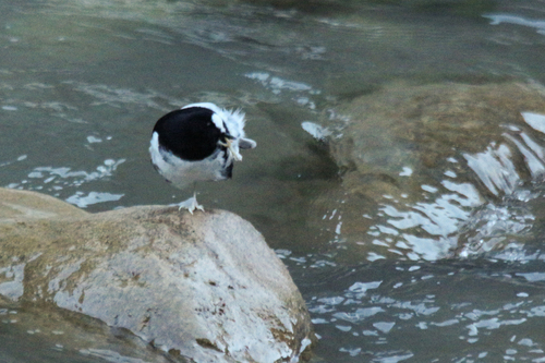 Little Forktail (Enicurus scouleri), photo 2