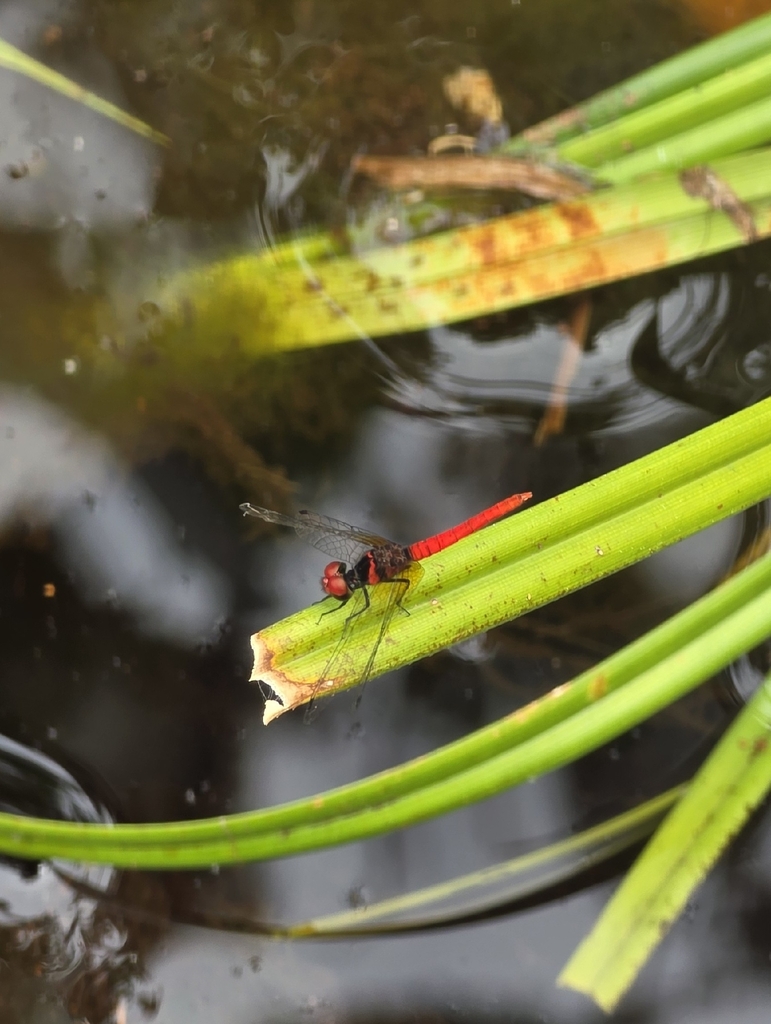 Nannophya pygmaea (Nannophya pygmaea)