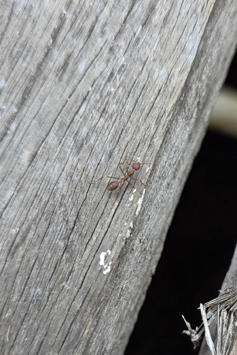 Oecophylla smaragdina