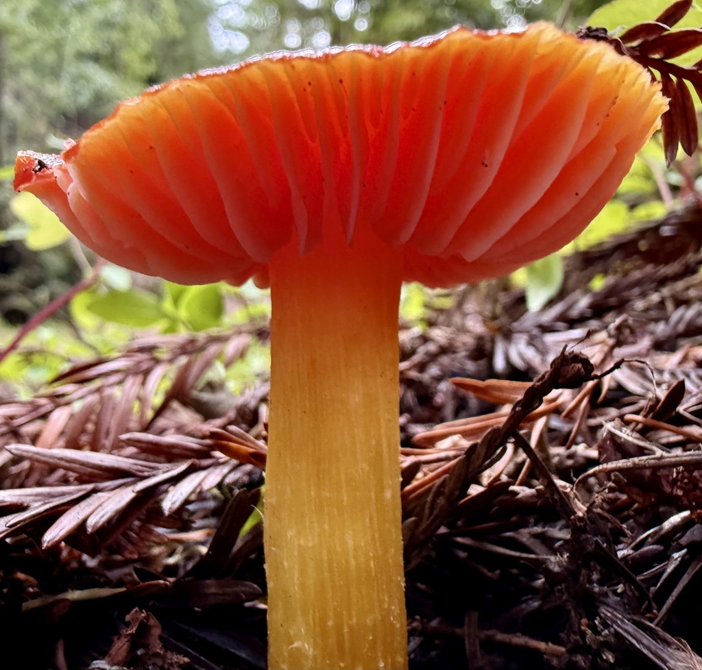Hygrocybe laetissima · January 2026 · photo: © hllrnnr (iNaturalist, cc0)