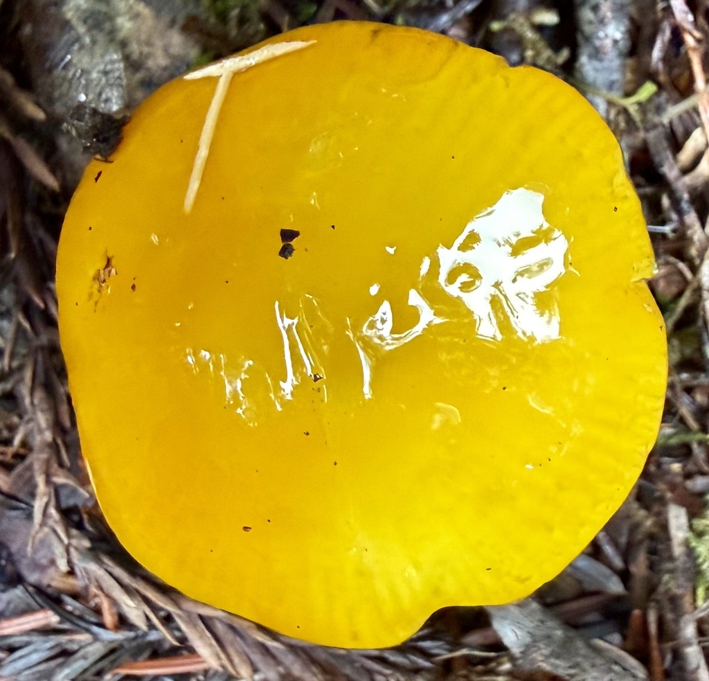 Hygrocybe flavescens · January 2026 · photo: © hllrnnr (iNaturalist, cc0)