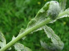 Paraperonospora tanaceti