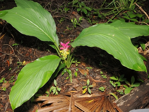 Curcuma australasica