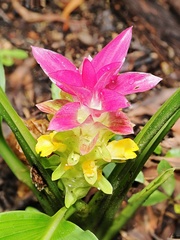 Curcuma australasica, photograph (c) Roland Muench, some rights reserved (CC BY)