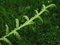 Paraperonospora tanaceti