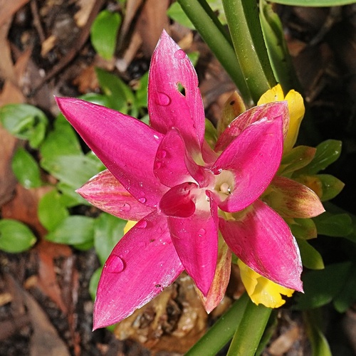 Curcuma australasica, photograph 5