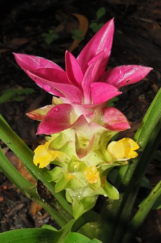 Curcuma australasica, photograph 4