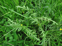 Paraperonospora tanaceti