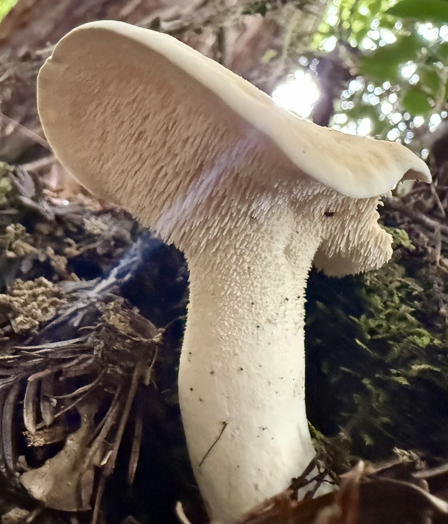 Hydnum repandum · January 2026 · photo: © hllrnnr (iNaturalist, cc0)