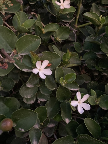 Carissa macrocarpa