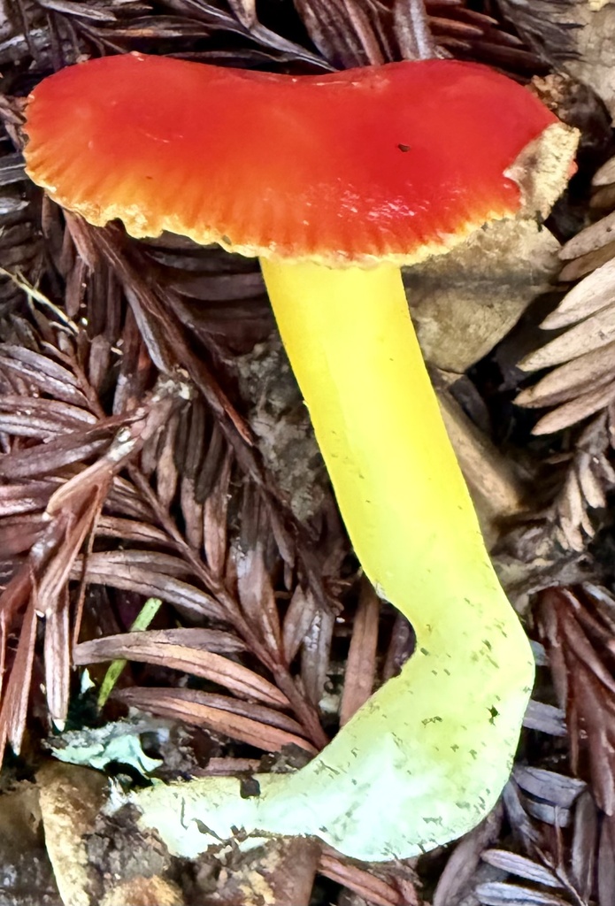 Hygrocybe laetissima