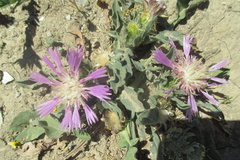 Centaurea