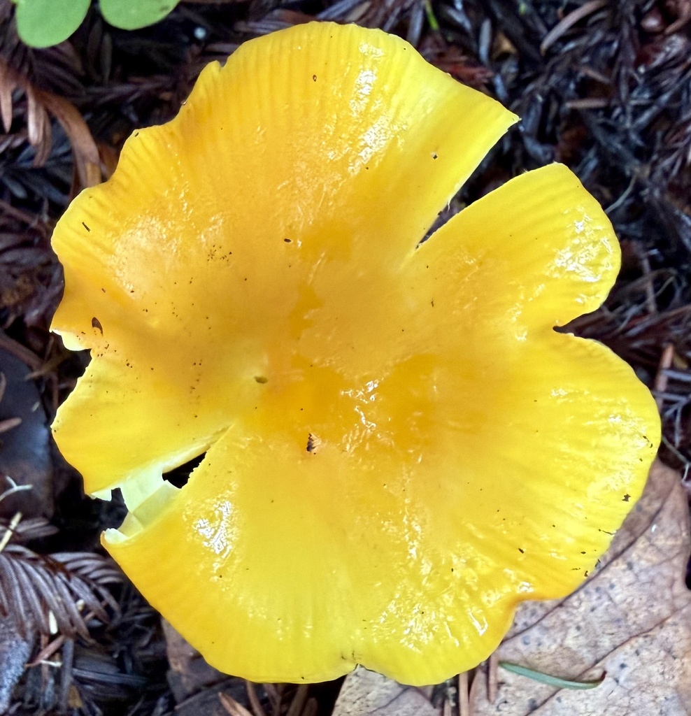 Hygrocybe flavescens · January 2026 · photo: © hllrnnr (iNaturalist, cc0)