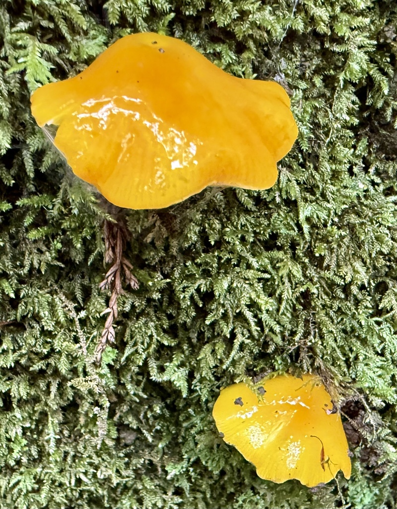 Hygrocybe flavescens · January 2026 · photo: © hllrnnr (iNaturalist, cc0)