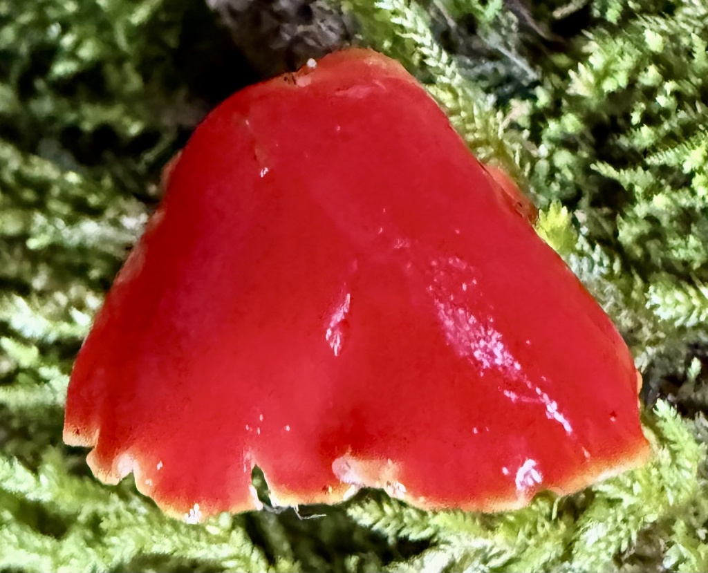 Hygrocybe coccinea · January 2026 · photo: © hllrnnr (iNaturalist, cc0)