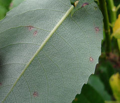 Phyllosticta salicicola