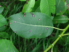 Phyllosticta salicicola
